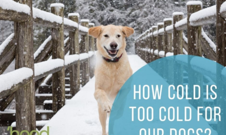 How Cold is Too Cold for Our Dogs?
