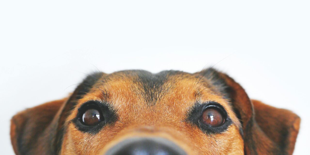 Signs of Food Allergies in Pets