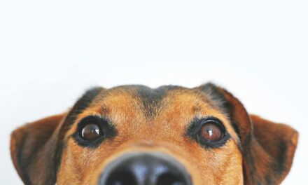 Signs of Food Allergies in Pets