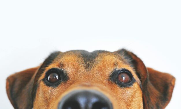 Signs of Food Allergies in Pets