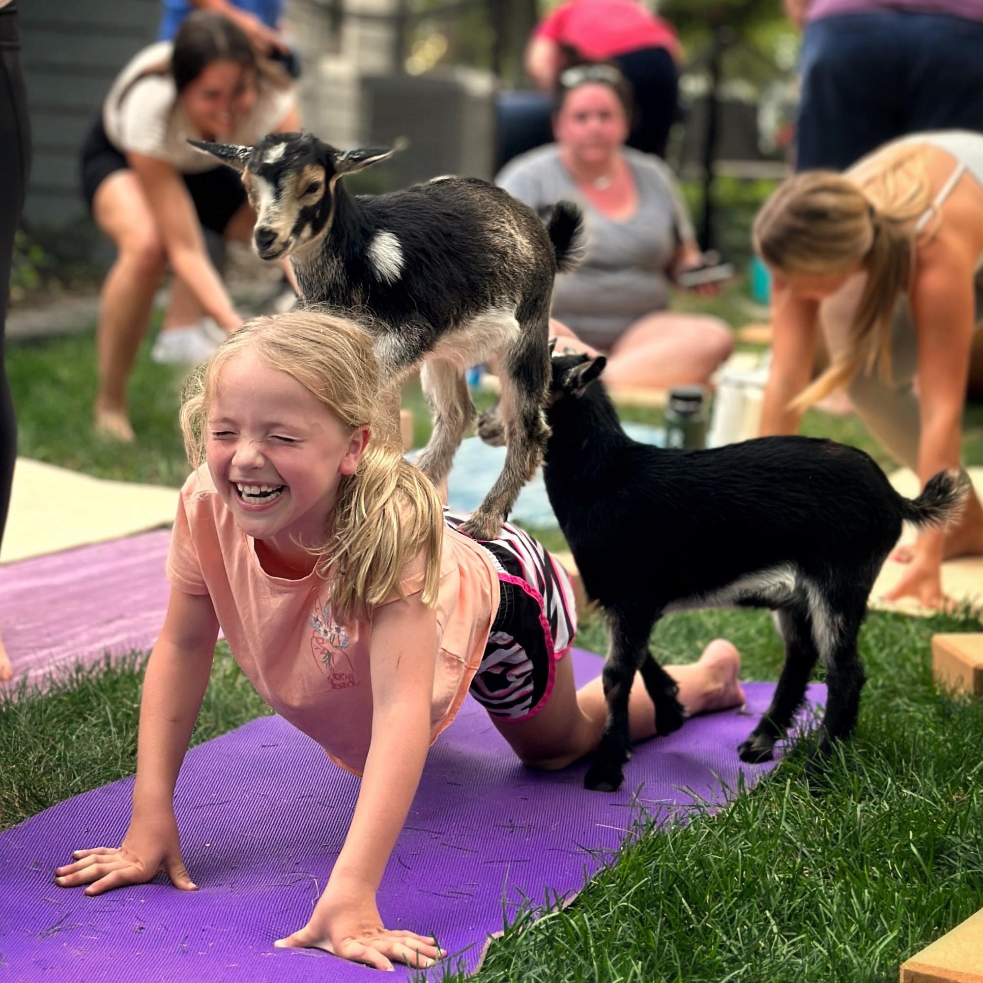 Thursday Night Goat Yoga