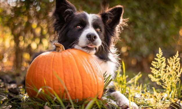 Paws and Pumpkins