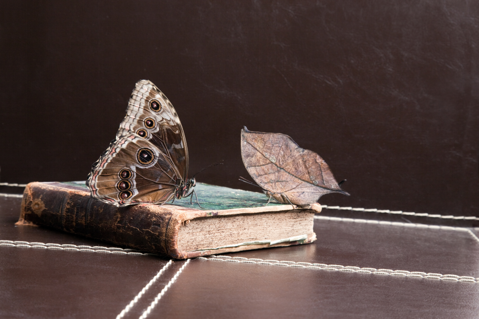 Books and Butterflies