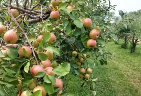 Fall Festival at Country Apple Orchard
