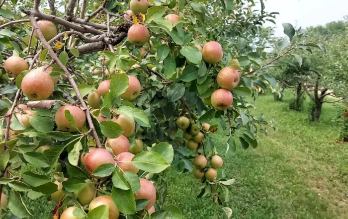 Fall Festival at Country Apple Orchard
