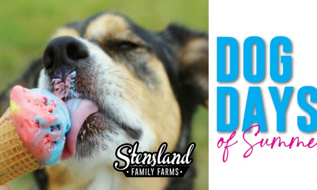 Dog Days of Summer