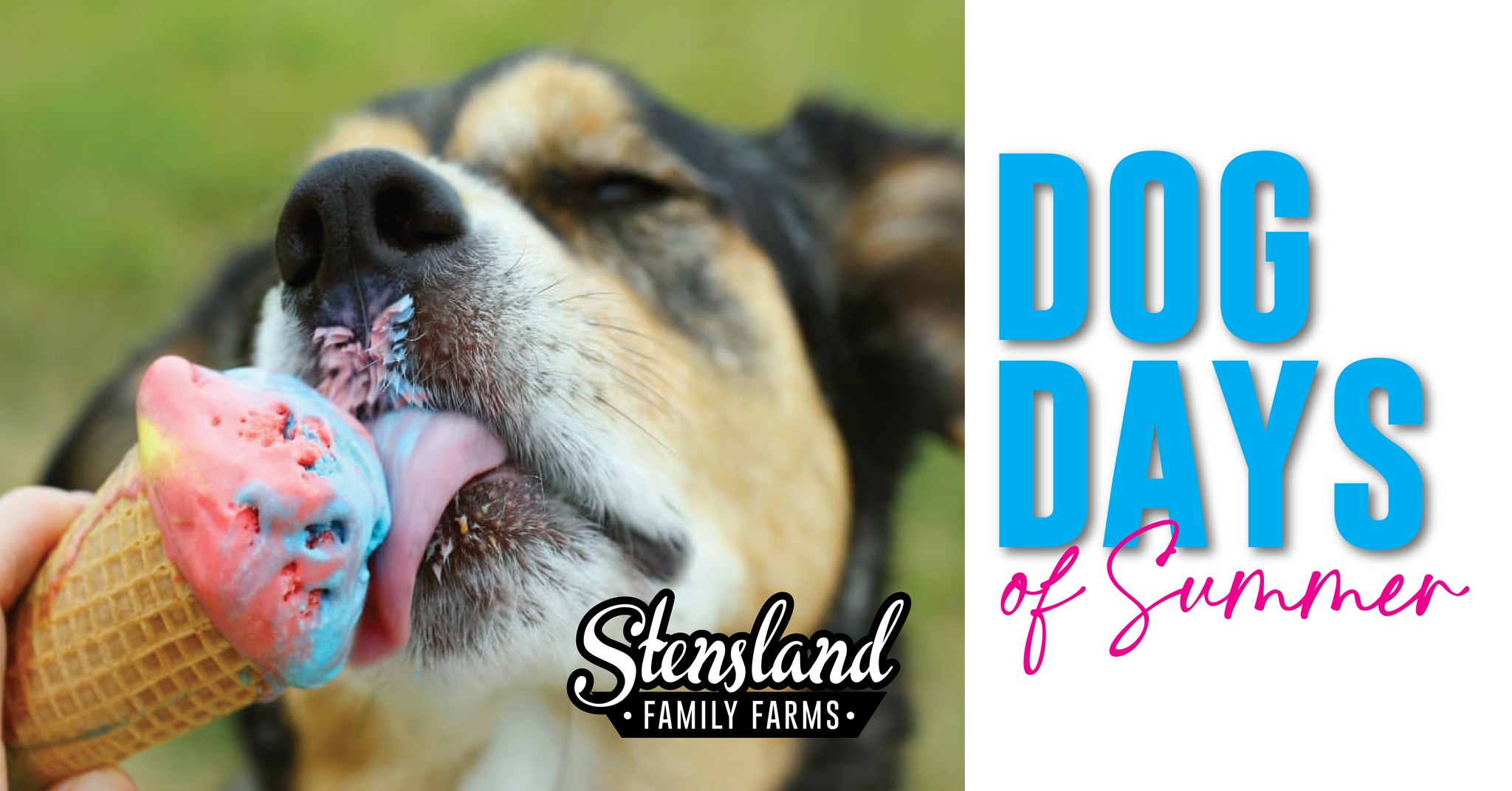 Dog Days of Summer