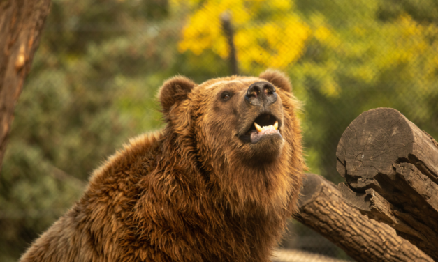 Summer Celebration at the Great Plains Zoo