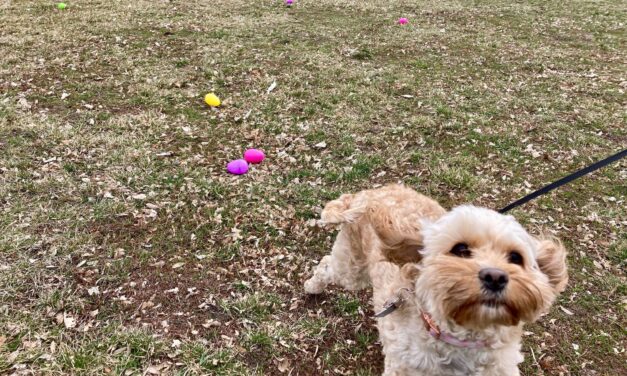 Doggie Spring Fling