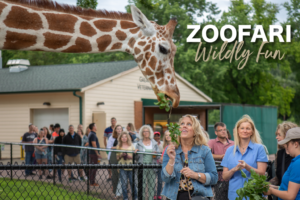 Giraffe Feeding at the Zoo