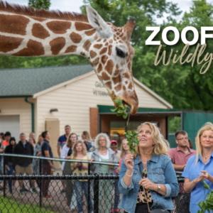 Giraffe Feeding at the Zoo