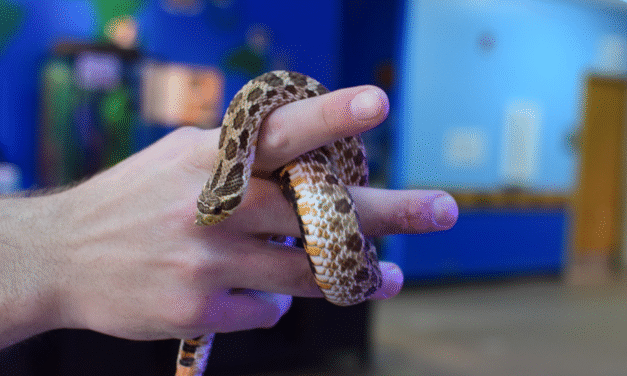 Scoops and Snakes