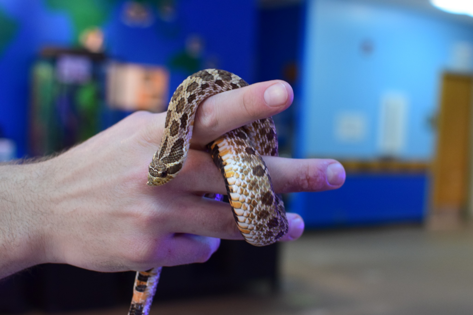 Scoops and Snakes