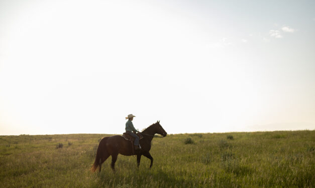 Saddles Over Screens: Finding Purpose at Benson Equestrian Center 