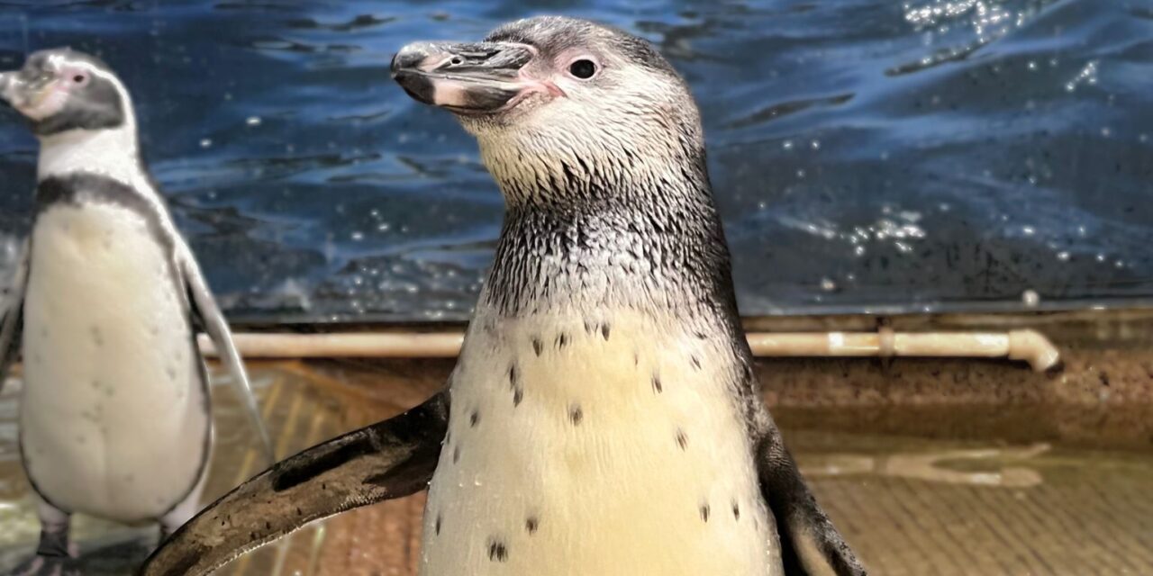 New Penguin and Axolotl Names Announced at The Sioux Falls Zoo and Aquarium