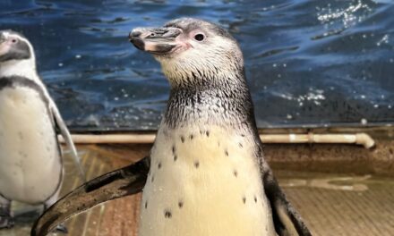 New Penguin and Axolotl Names Announced at The Sioux Falls Zoo and Aquarium