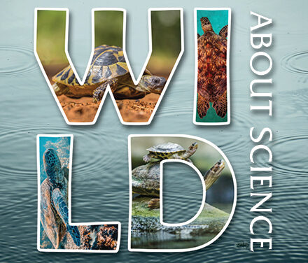 Wild About Science: Turtles and Tortoises