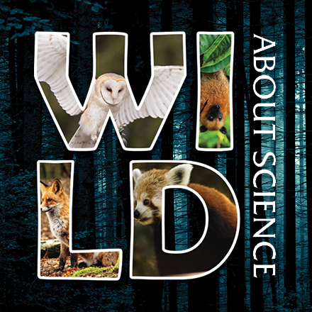 Wild About Science: Nocturnal Animals