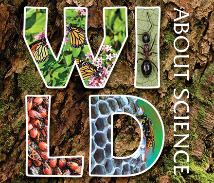 Wild About Science: Invertebrates