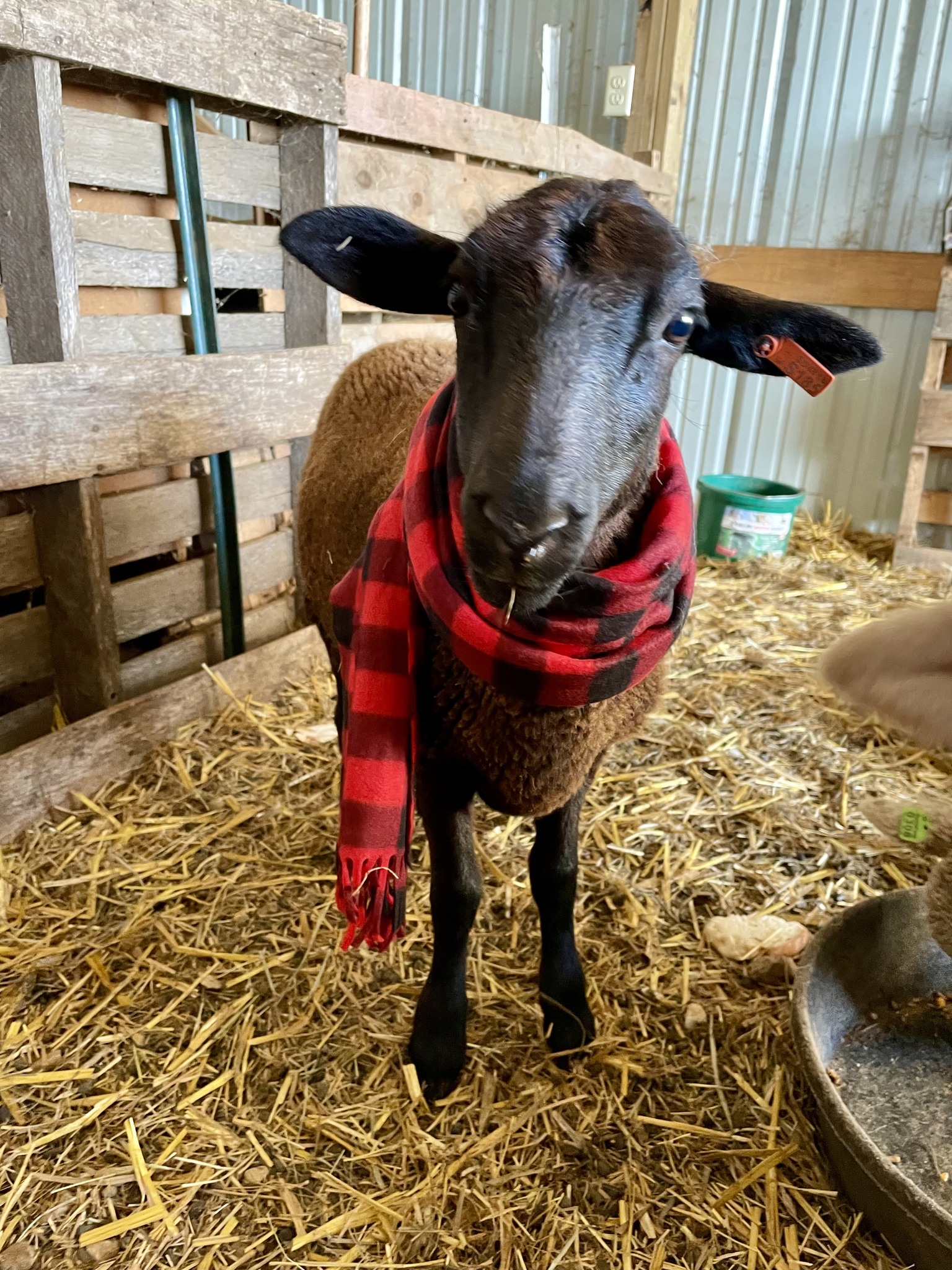 Christmas at Farmer Braun's