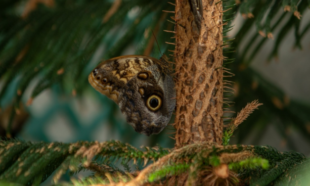 Evenings at Butterfly House & Aquarium