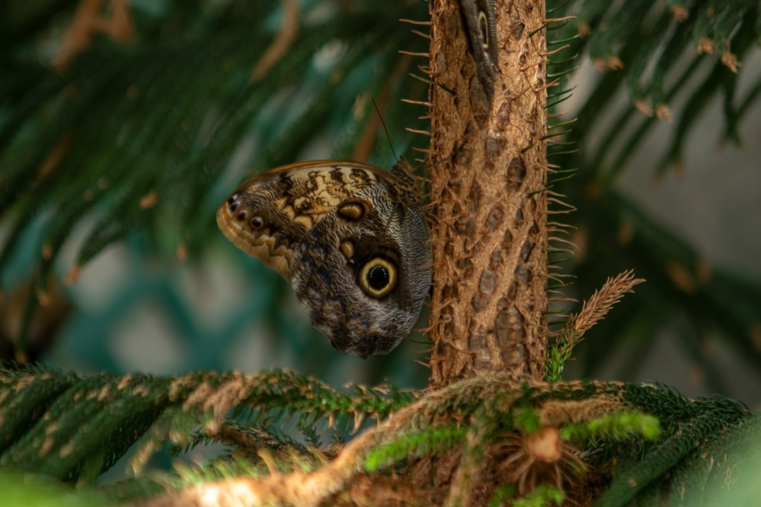 Evenings at Butterfly House & Aquarium