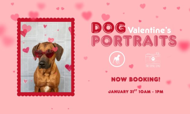 Dog Valentine’s Portraits