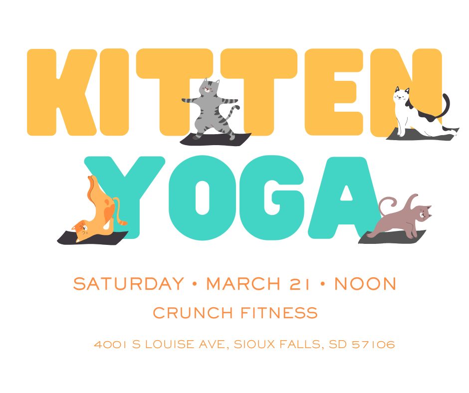 Kitten Yoga