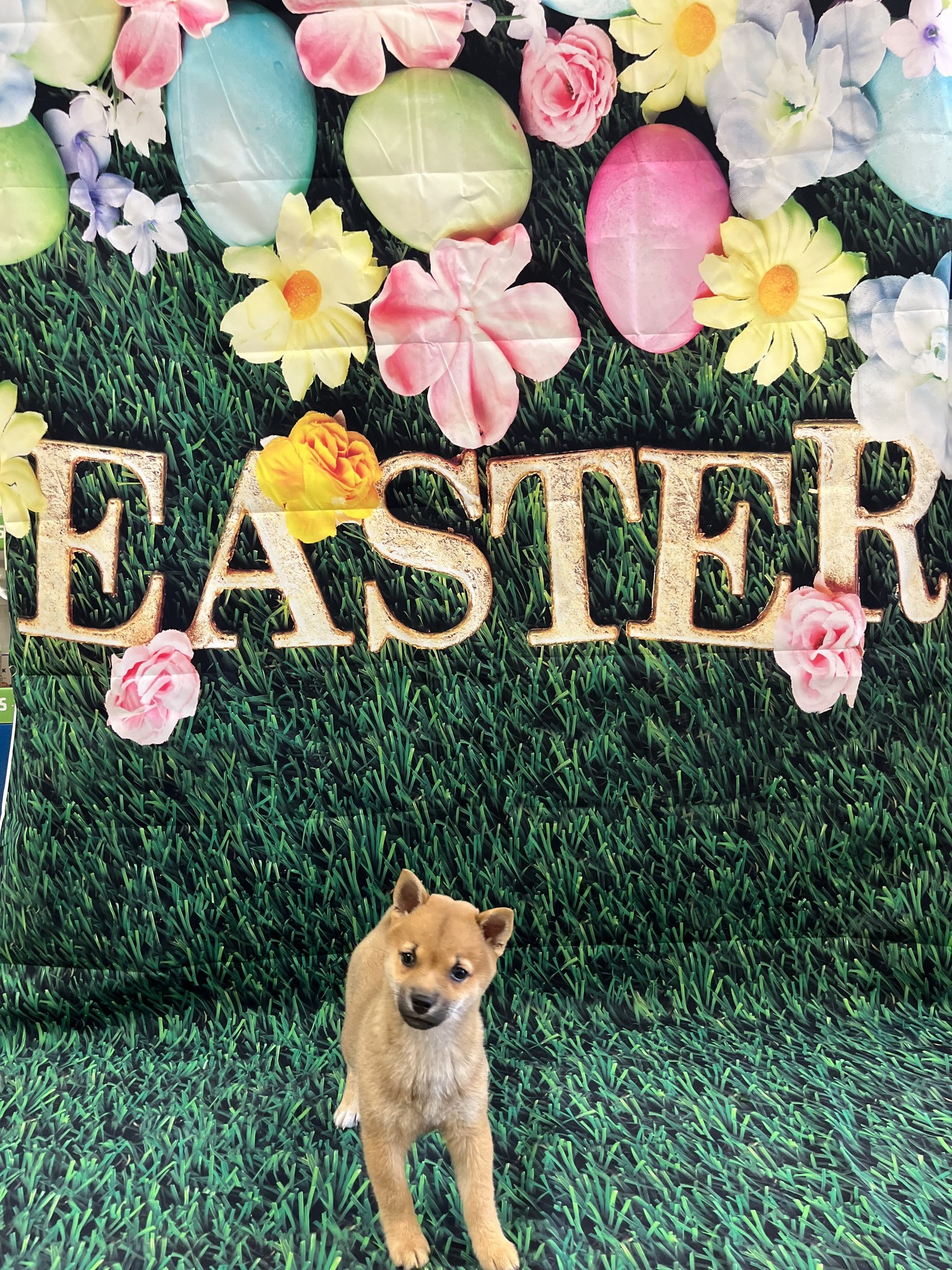 Easter Pictures
