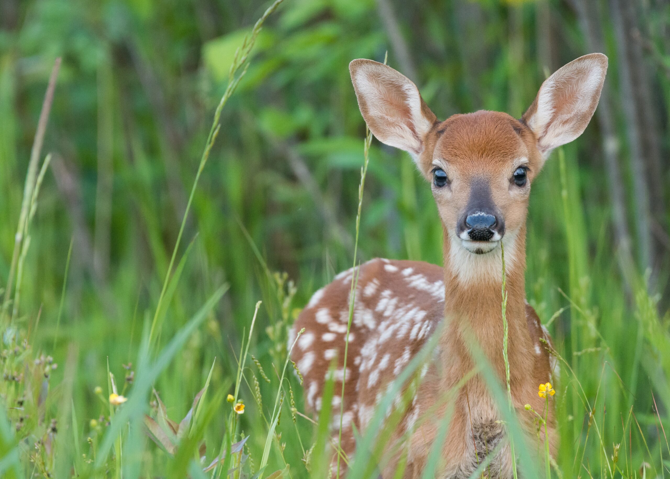 If you care, leave it there. Baby fawn in the grass.