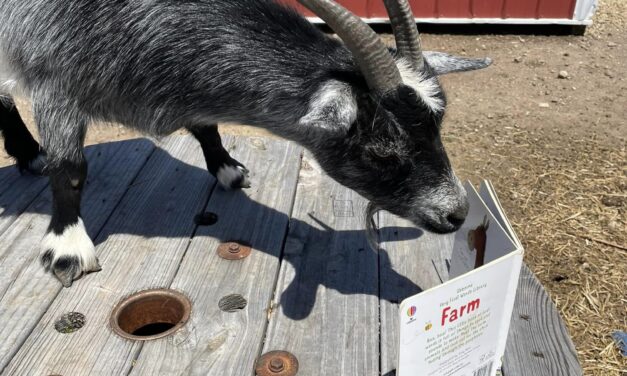 Farm Story and Play Time