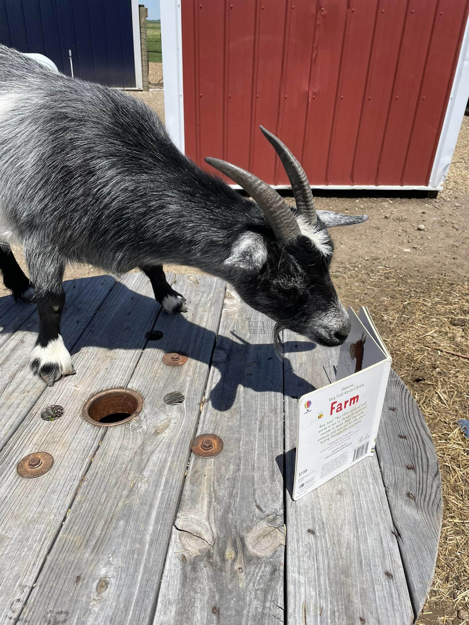 Farm Story and Play Time