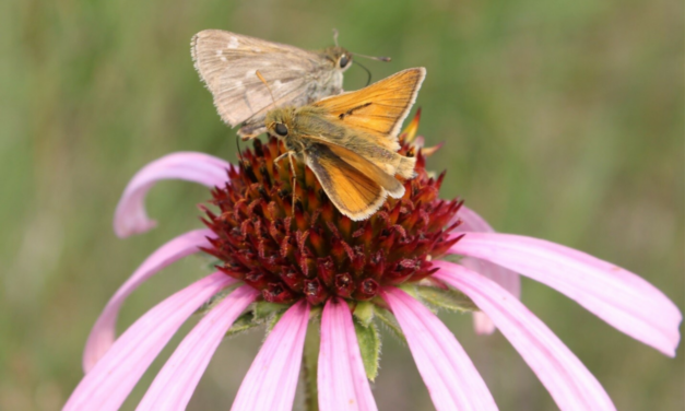 World Pollinator Week