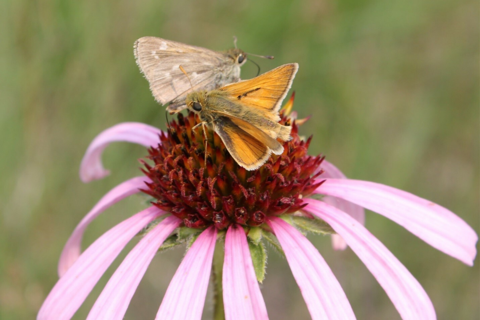 World Pollinator Week